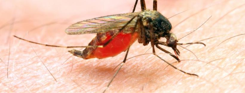 why is malaria so common in africa